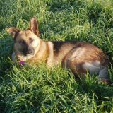 Roxy 861