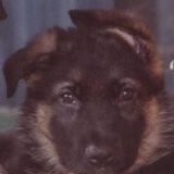 kaiser puppy
