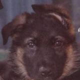 kaiser puppy