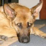 zena11