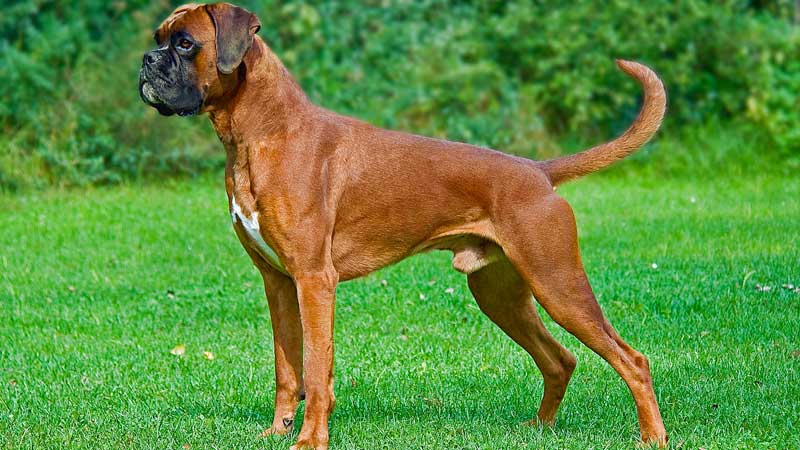 Dogs sales trust boxer