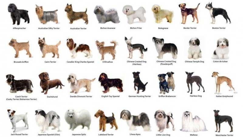 common dog breeds